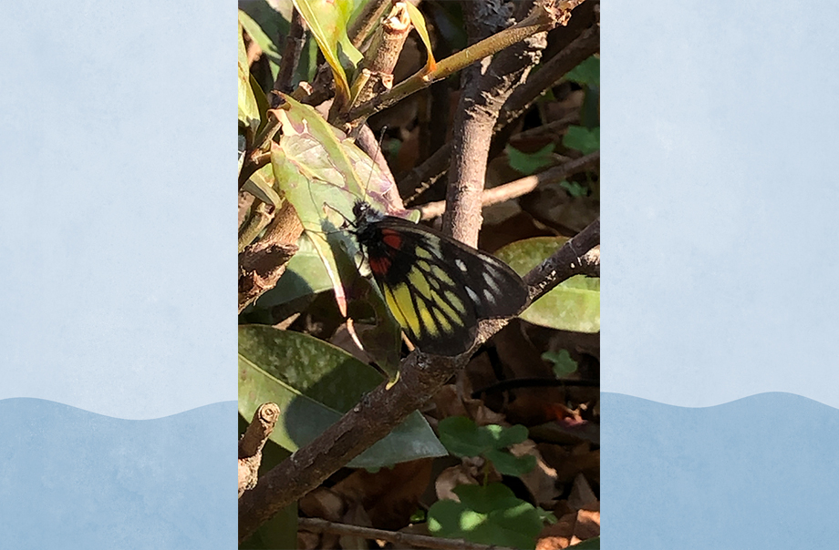 在家中的平台花園發現報喜斑粉蝶！